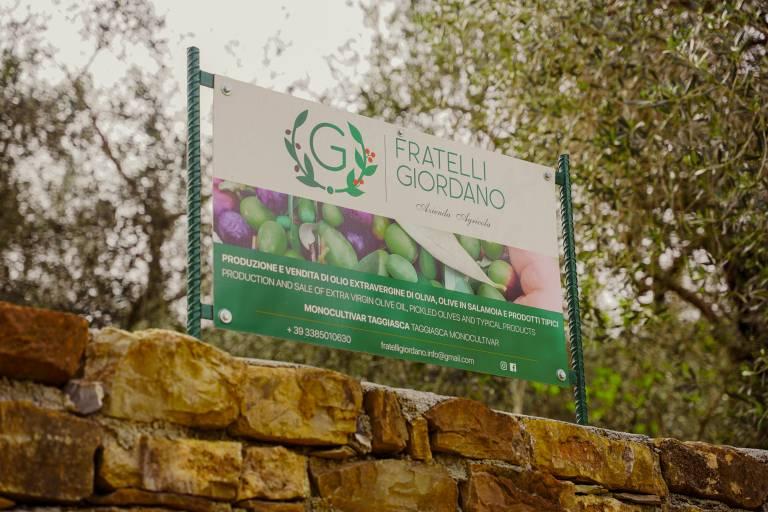 Simone Giordano nell'uliveto di famiglia a Dolcedo &mdash; azienda agricola ligure