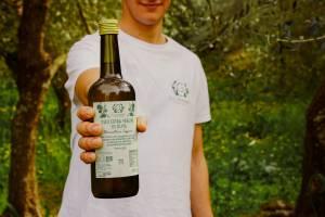 Raccolta manuale delle olive Taggiasche &mdash; entroterra ligure Imperia
